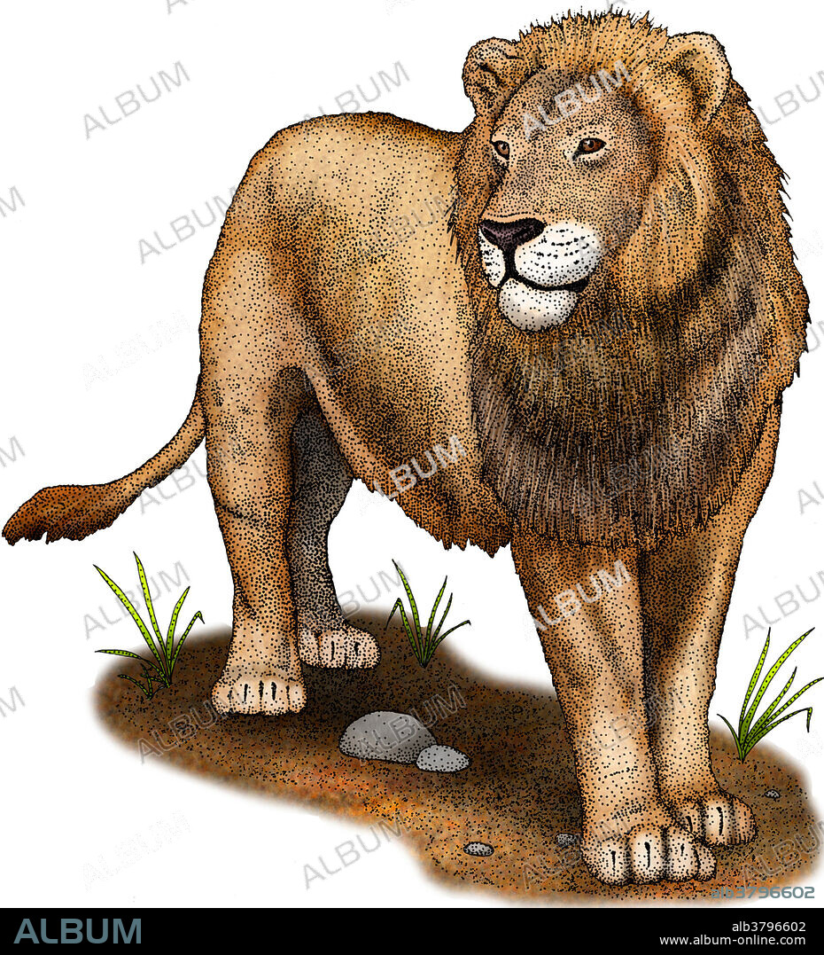 Artist's conception of the American Lion (Panthera leo atrox), a prehistoric lion, now extinct, which ranged from North America to northwestern South America during the Pleistocene epoch. At about 25% larger than the modern African lion, it is one of the largest cats ever to have existed.