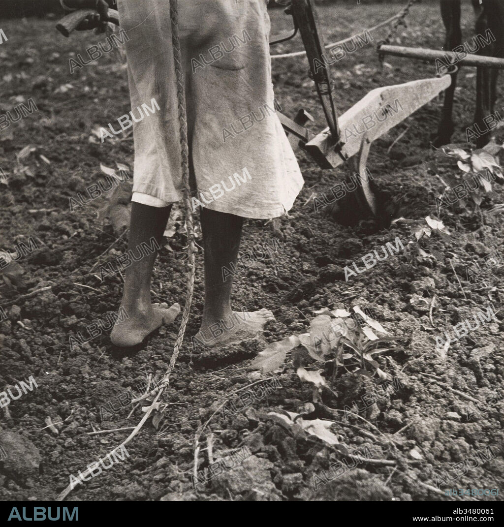 Alabama Plow Girl, near Eutaw, Alabama, 1936, Gelatin silver print, 19.1 x 19.4 cm (7 1/2 x 7 5/8 in. ), Photographs, Dorothea Lange (American, 1895–1965), Dorothea Lange is most widely known for a single photograph, Migrant Mother. That portrait of a troubled farmer surrounded by her three children is an iconic image that represents the tragedy of the Great Depression.