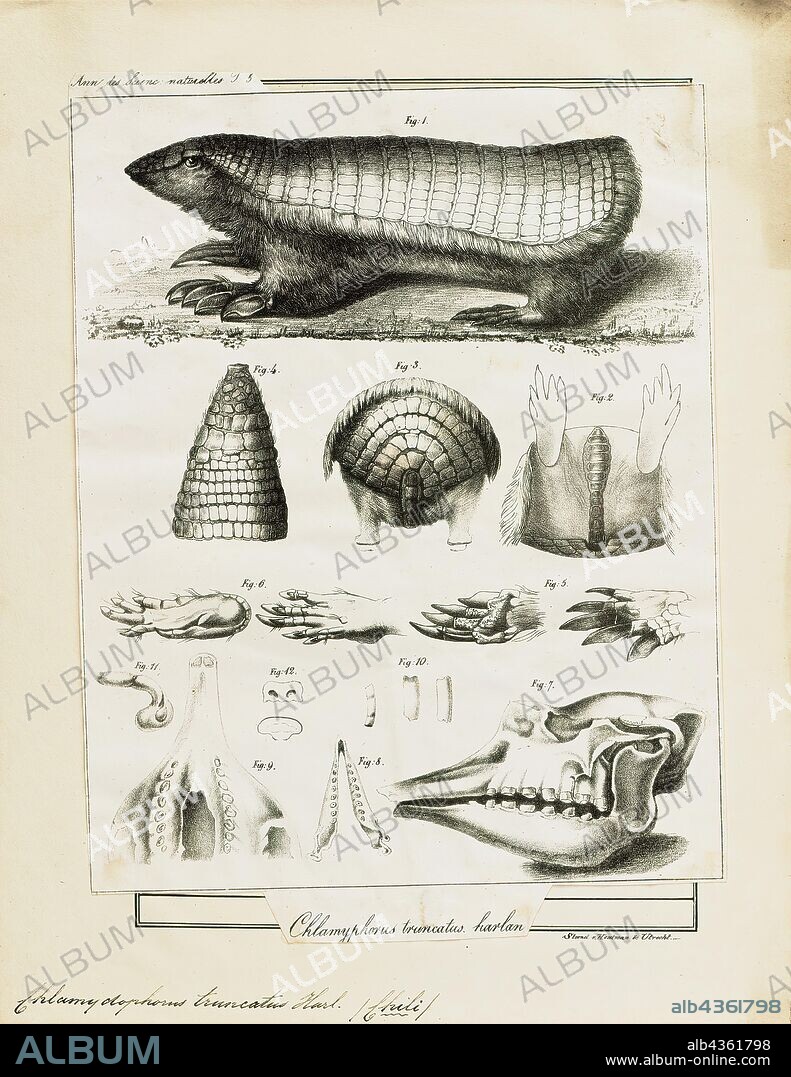 Chlamydophorus truncatus, Print, The pink fairy armadillo (Chlamyphorus truncatus) or pichiciego is the smallest species of armadillo (mammals of the families Chlamyphoridae and Dasypodidae, recognized by a bony armor shell), first described by Richard Harlan in 1825. This desert-adapted animal is endemic to central Argentina and can be found inhabiting sandy plains, dunes, and scrubby grasslands., 1700-1880.