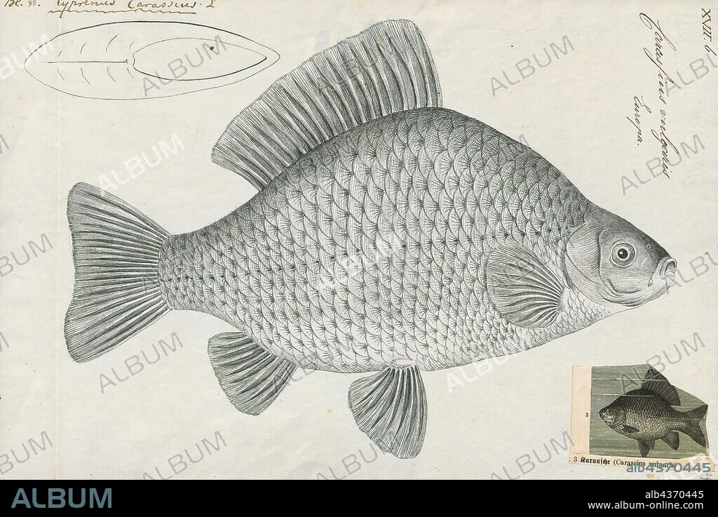 Carassius vulgaris, Print, Carassius is a genus in the ray-finned fish family Cyprinidae. Most species in this genus are commonly known as crucian carps, though this term often specifically refers to C. carassius. The most well known is the goldfish (C. auratus). They have a Eurasian distribution, apparently originating further to the west than the typical carps (Cyprinus), which include the common carp (C. carpio)., 1774-1804.