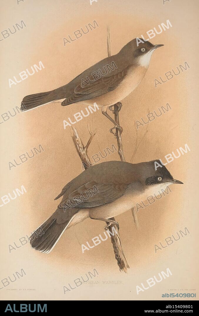 The British Warblers London R.H. Porter 1907-1914 Birds Great Britain Sylviidae, Two Orphean Warblers are depicted, perched gracefully on slender branches. The bird on the upper side showcases a rich brown plumage with a subtle gradient transitioning to a lighter, beige underbelly. Its head is adorned with a distinctive dark crown, while the eye is prominent, hinting at its keen awareness. The lower warbler mirrors its companion in color and posture, emphasizing the species' characteristic features. The soft background enhances the birds' elegant forms, highlighting their delicate nature and the intricate details of their feathers.