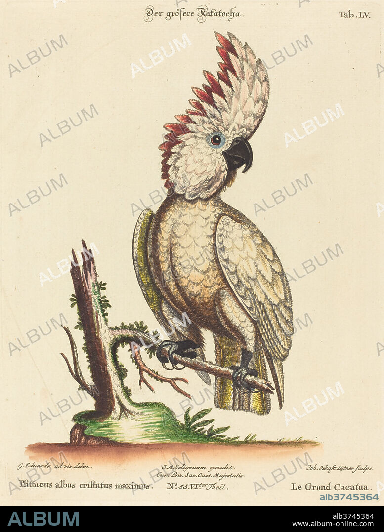 JOHANN SEBASTIAN LEITNER AFTER GEORGE EDWARDS. Psittacus albus cristatus maximus. Dimensions: plate: 26.3 x 19.9 cm (10 3/8 x 7 13/16 in.). Medium: hand-colored etching on laid paper.
