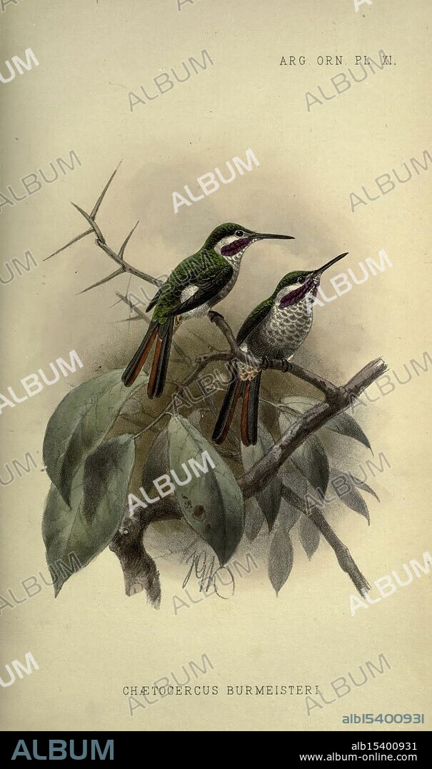 Argentine Ornithology London R. H. Porter 1888-89 Argentina Birds Microstilbon burmeisteri, Two vibrant hummingbirds perched gracefully on a slender branch adorned with broad green leaves. Their iridescent plumage showcases rich shades of emerald green, complemented by subtle hints of purple on their throats and sides. The birds are depicted in a moment of tranquility, with their heads slightly turned as if they are observing their surroundings. The intricate details of the feathers and the texture of the leaves highlight the beauty of nature, while the understated background emphasizes the elegance of these exquisite creatures. Below the birds, the name 'Chætocercus burmeisteri' is elegantly inscribed, indicating the species.