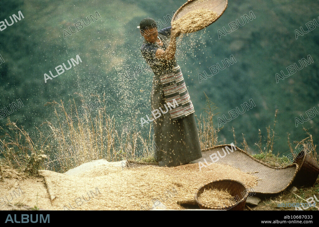 Woman winnowing barley in Nepal.
