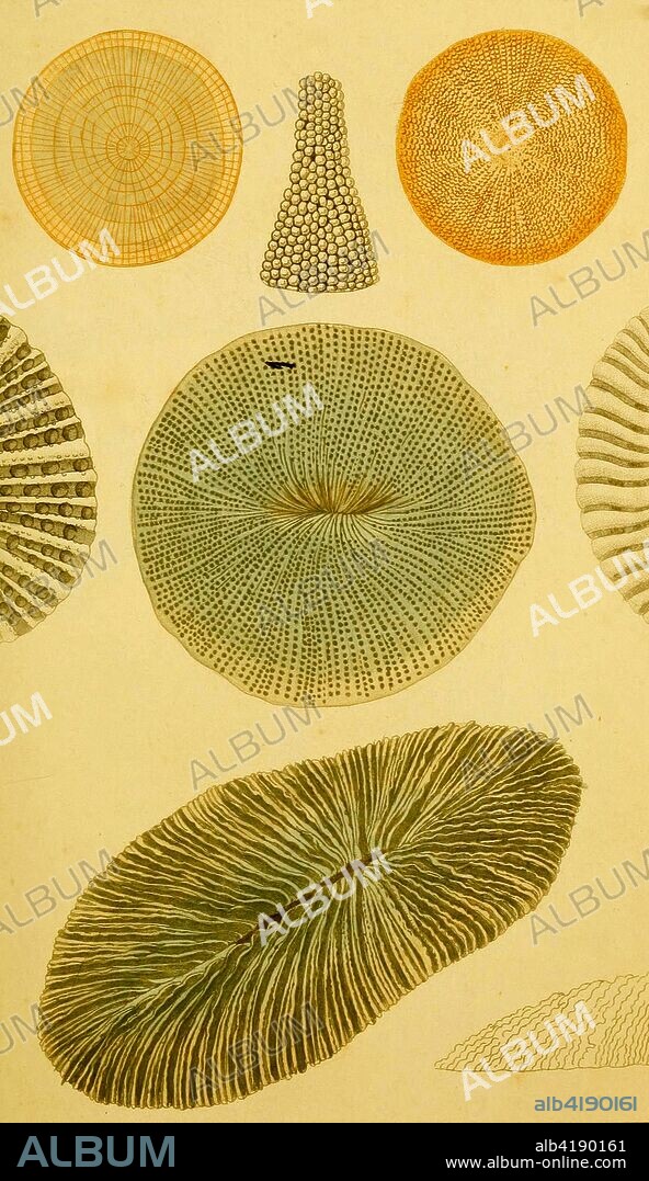 Hexacorallia is a subclass of Anthozoa comprising approximately 4,300 species of aquatic organisms formed of colonial polyps generally with 6-fold symmetry. This includes all of the stony corals, which are vital for coral reef formation, as well as all sea anemones, tube anemones, and zoanthids, ranged within six extant orders. The hexacorallia are distinguished from the other subclass of Anthozoa, Octocorallia, in having six or fewer axes of symmetry in their body structure and only single rows of tentacles. These organisms are formed of individual soft polyps which in some species live in colonies and can secrete a calcite skeleton. As with all Cnidarians, these organisms have a complex life cycle including a motile planktonic phase and a later characteristic sessile phase. Hexacorallia also include the significant extinct orders of the rugose corals and tabulate corals.