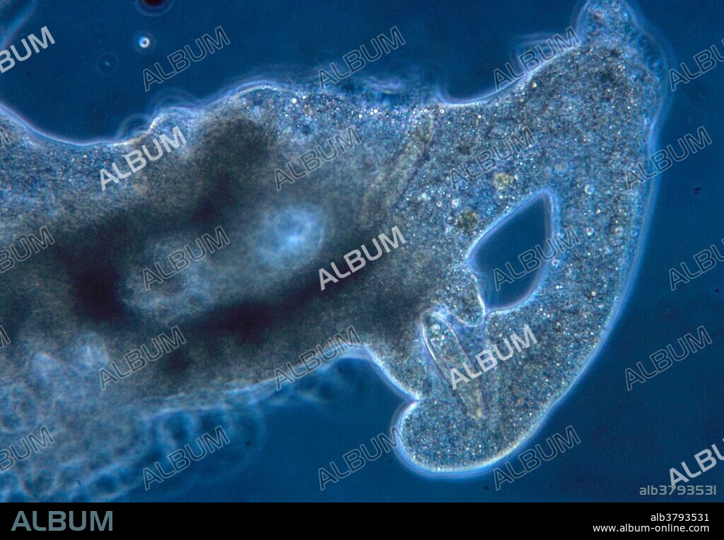 Amoeba protozoan feeding. Light micrograph showing a single-celled Amoeba sp. (at left) engulfing another protozoan, Paramecium sp. (at lower center inside amoeba). The amoeba extended a pseudopodium (false foot) to attack its prey. The pseudopodium is formed from the flexible wall of the amoeba cell. The paramecium was engulfed and will be digested within a cavity (vacuole) inside the amoeba cell. This form of feeding is known as phagocytosis. Magnification: 43X.
