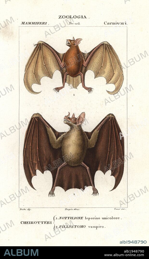 Greater bulldog bat or fisherman bat, Noctilio leporinus, and greater spear-nosed bat, Phyllostomus hastatus. Handcoloured copperplate stipple engraving from Antoine Jussieu's "Dictionary of Natural Science," Florence, Italy, 1837. Illustration by J. G. Pretre, engraved by Corsi, directed by Pierre Jean-Francois Turpin, and published by Batelli e Figli. Jean Gabriel Pretre (1780~1845) was painter of natural history at Empress Josephine's zoo and later became artist to the Museum of Natural History. Turpin (1775-1840) is considered one of the greatest French botanical illustrators of the 19th century.