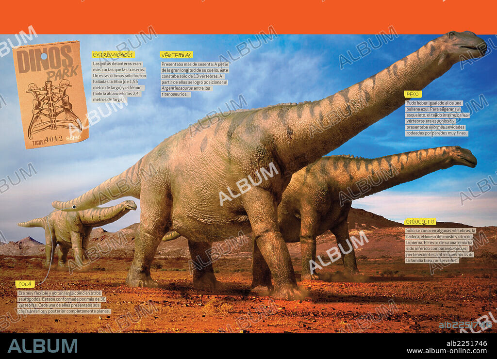 What the Argentinosaurus was like. Infographics about the physical characteristics of the argentinosaurus, a huge herbivorous dinosaur from the Cretaceous period.