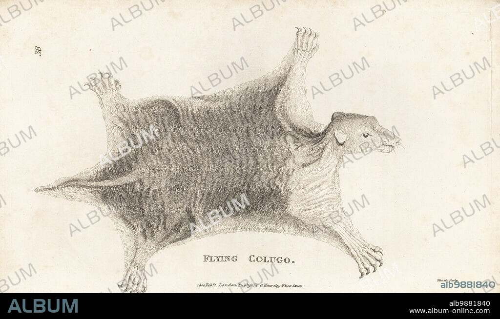 Philippine flying lemur, Cynocephalus volans. Flying colugo, Galeopithecus volans. After an illustration by Peter Simon Pallas. Copperplate engraving by James Heath from George Shaws General Zoology: Mammalia, G. Kearsley, Fleet Street, London, 1800.