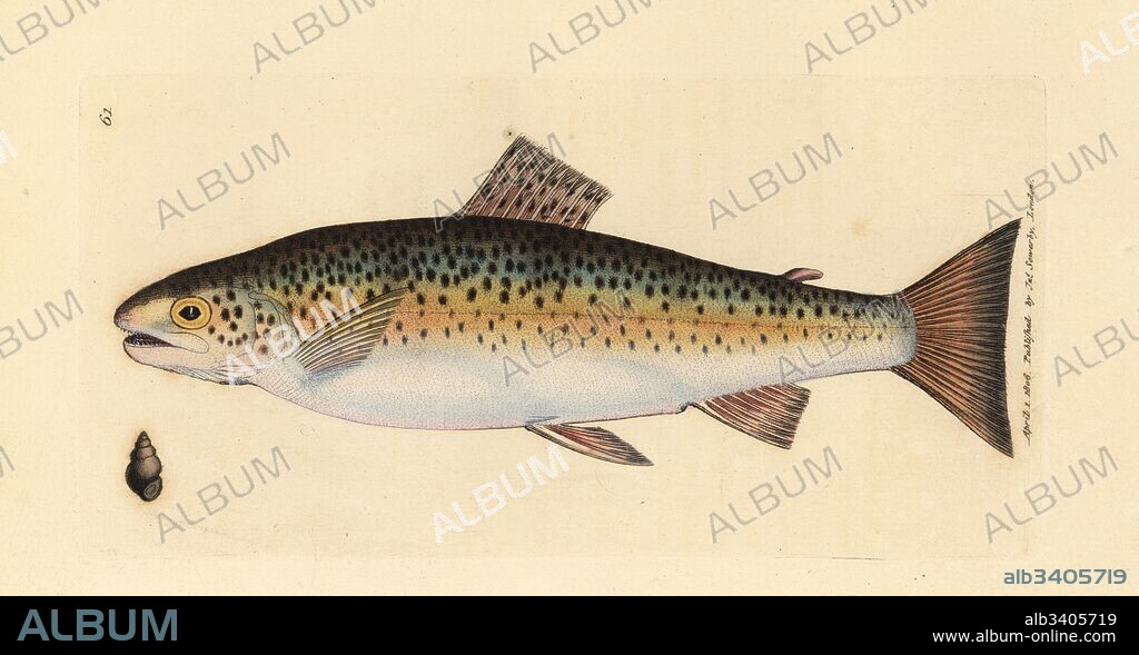 Brown trout, Salmo trutta fario (Gillaroo trout, Salmo fario). Handcoloured copperplate engraving by James Sowerby from The British Miscellany, or Coloured figures of new, rare, or little known animal subjects, London, 1804.