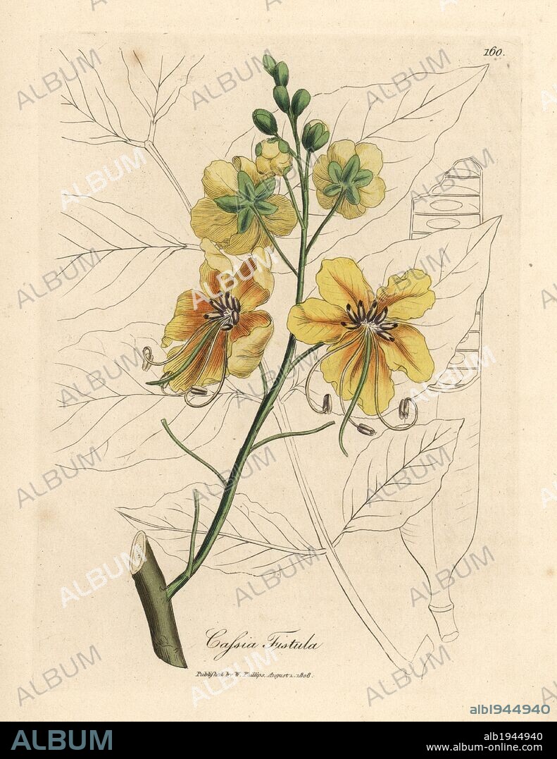 Golden shower tree, Cassia fistula. Handcoloured copperplate engraving from a botanical illustration by James Sowerby from William Woodville and Sir William Jackson Hooker's "Medical Botany," John Bohn, London, 1832. The tireless Sowerby (1757-1822) drew over 2, 500 plants for Smith's mammoth "English Botany" (1790-1814) and 440 mushrooms for "Coloured Figures of English Fungi " (1797) among many other works.