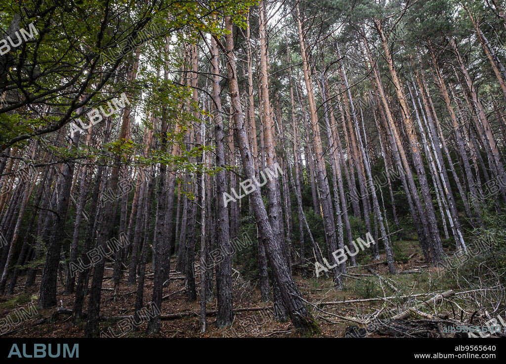 repopulation of pines, Sierra de Santo Domingo protected landscape, Biel, Cinco Villas, Aragon, Spain.
