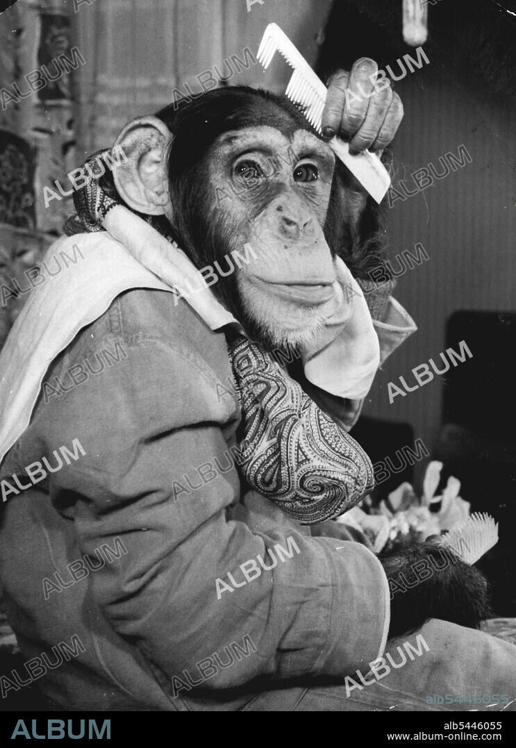 They Call Him Dandy Dean -- Dandy Dean, beau brummell of the circus, four years old and captain of Billy smart's chimpanzee billiard team. They all take their cue from me, so with brush and comb I make sure there isn't a hair cut of place.... Dandy Dean's really a star chimp performer, with a speciality in somersaults. Off-duty, as well as being a Dandy, he's also foster-father to a baby chimp... The latest addition to the troupe. March 14, 1955. (Photo by Paul Popper Ltd.).