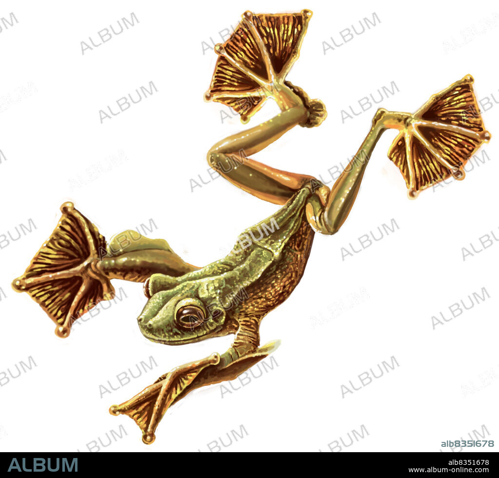 Certain Indonesian frogs have webbed feet and a layer of skin that extends from the last digit to the elbow joint on each of its front limbs. This set of membranes works just like a small parachute. One of these frogs is reported to have jumped from a height of 7.3 meters.
