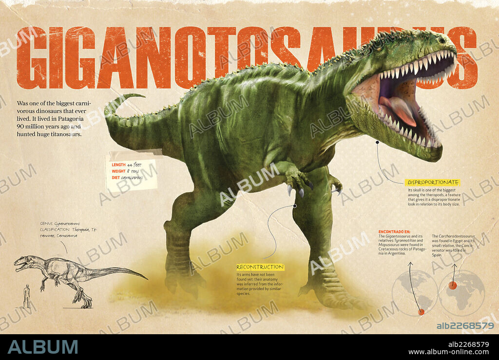 Giganotosaurus. Infografía que presenta al Giganotosaurio, uno de los dinosaurios carnívoros más grandes del período Cretácico.