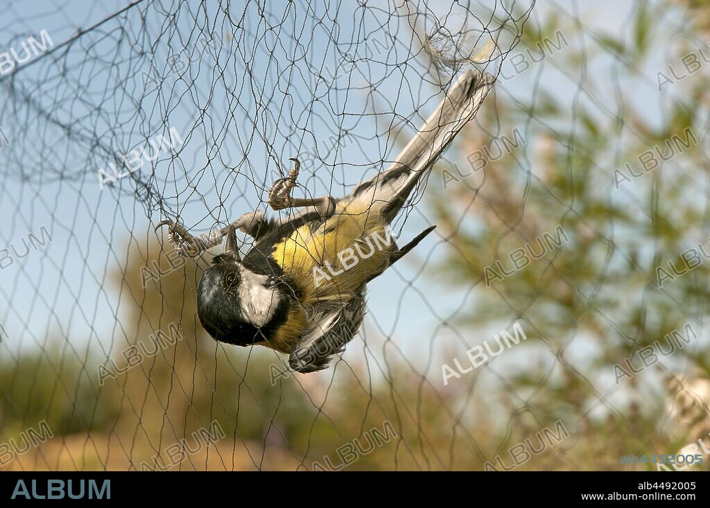 Bird caught in a mist net, Spanish Society for Ornithology (SEO), Seville, Region of Andalusia, Spain, Europe.