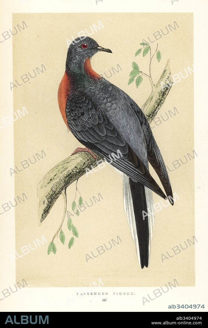 Passenger pigeon or wild pigeon, Ectopistes migratorius. Extinct. Handcoloured woodblock engraving by Benjamin Fawcett from Francis Orpen Morris' Natural History of British Birds, London, 1850.
