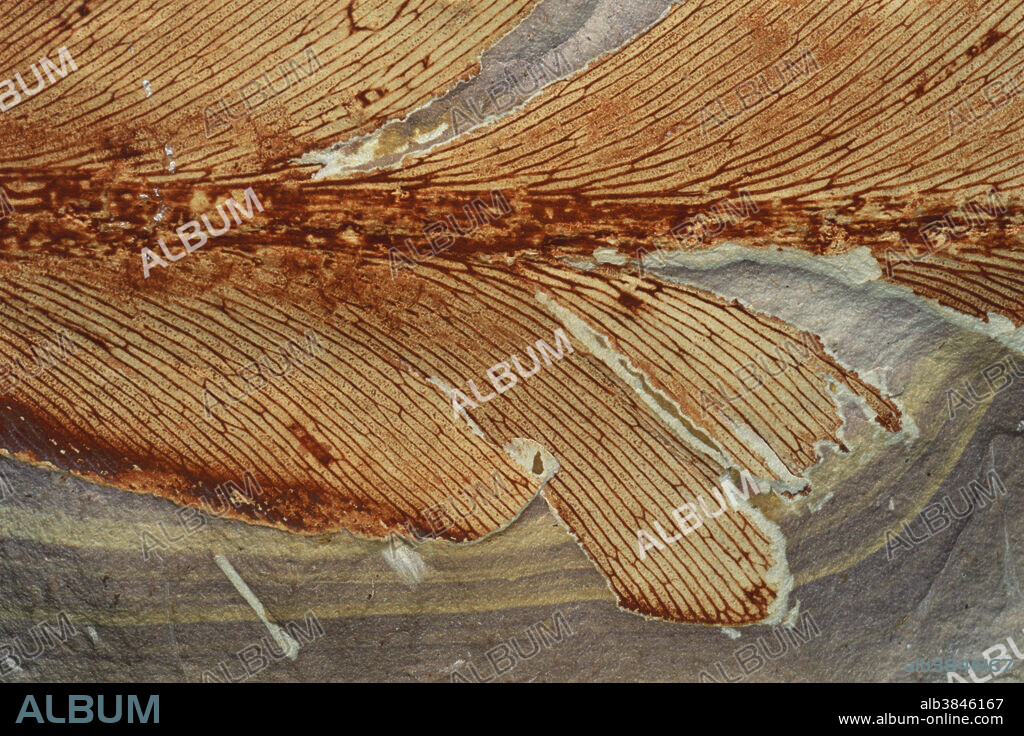 Glossopterid leaf from the Permian Period, found in Dunedoo, New South Wales, Australia. Found all over the Southern Hemisphere, Glossopteris fossils were used to reconstruct the ancient supercontinent of Gondwanaland. Fossil dimensions: 3.5 x 3.5 cm.
