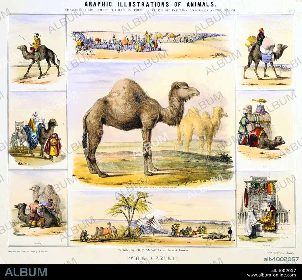 'The Camel', c1850. The central image shows the Arabian Camel or Dromedary (Camelus dromedarius) with a single hump, and the Asian or Bactrian Camel (Camelus bactrianus) with two humps. Surrounding vignettes show (clockwise from top left): a messenger riding a camel; a camel caravan crossing a desert; a camel loaded with merchandise; camels mounted with guns; camel hair cloth being sold in a shop; a desert encampment with camels used for meat and for milk; loading camel with goods; Arab ladies riding on camels. From Graphic Illustrations of Animals and Their Utility to Man published by Thomas Varty. (London, c1850).