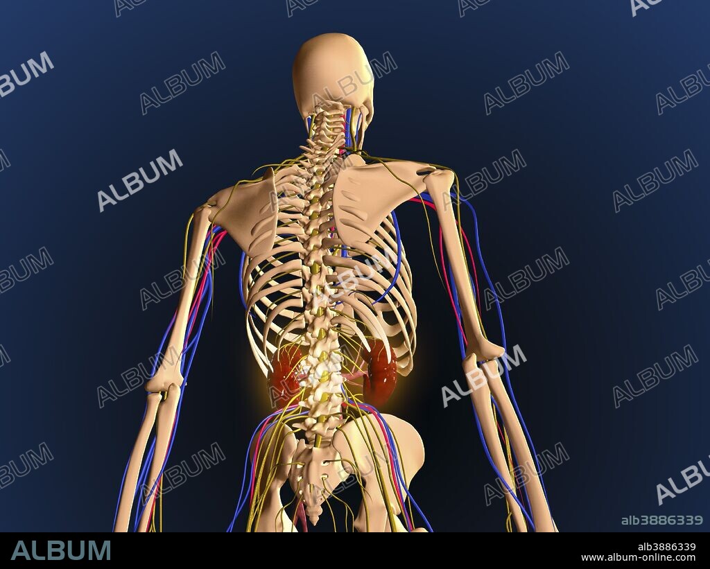 Rear view of human skeleton showing kidney and nervous system.