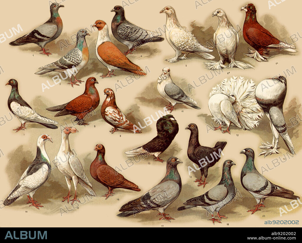 Types of Pigeons, 1909