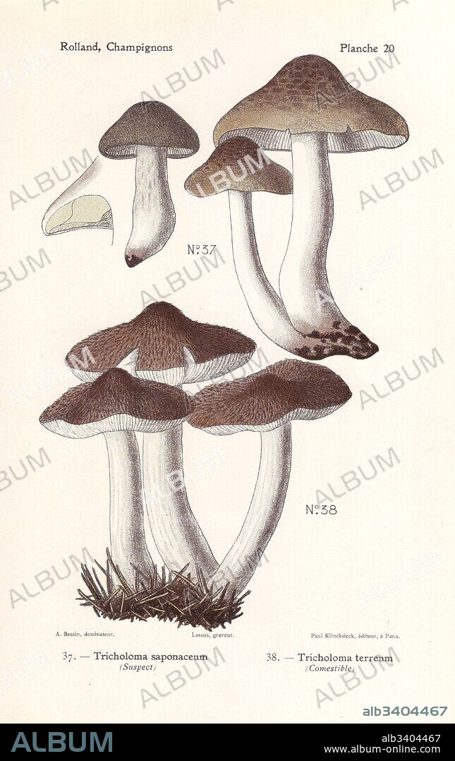 Soap-scented toadstool, Tricholoma saponaceum, and grey knight mushroom, Tricholoma terreum. Chromolithograph by Lassus after an illustration by A. Bessin from Leon Rolland's Guide to Mushrooms from France, Switzerland and Belgium, Atlas des Champignons, Paul Klincksieck, Paris, 1910.