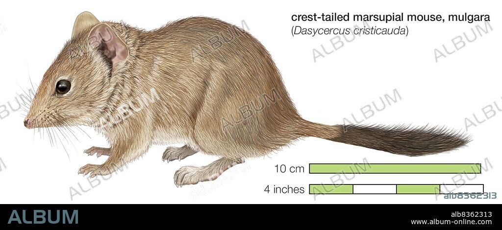 Mulgara or crest-tailed marsupial mouse (Dasycercus cristicauda).