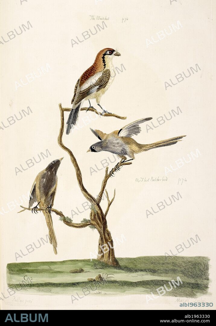 The Woodchat. The British Zoology. T. Pennant; London, 1766. Source: 459.g.1, opposite 74. Language: English.