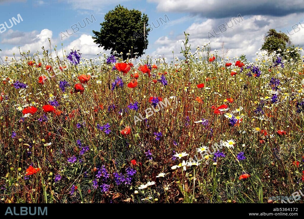 Landscape in the Heldburger Zipfel, Heldburger Land, meadow with wildflowers, field flowers, column trail, hiking trail through field and meadow meadows, perforated plate trail, inner-German border installation Green Belt, border trail, Gompertshausen, Heldburg, Hildburghausen district, Thuringia, Germany, Europe.