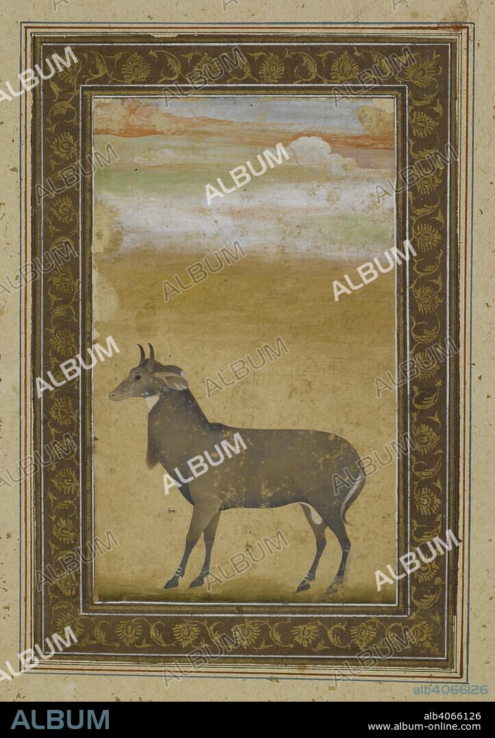 ANON. A nilgai. A blue bull stands facing left, its body coloured blue-grey with white at the throat, a dewlap at the neck, and stripes at the ankles, its short horns curved forward. There are gold and coloured clouds above. c.1625. Opaque watercolour. Mughal style|Mughal/Jahangir style. Source: J.67,5.