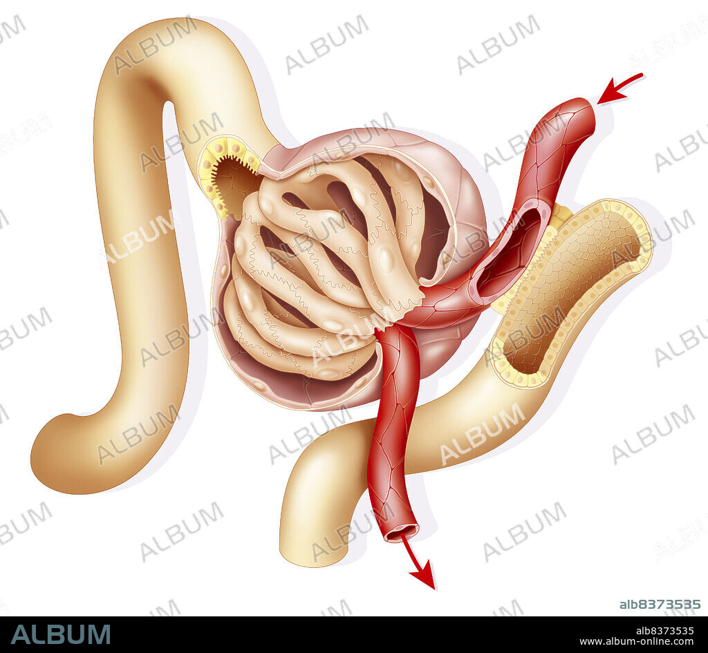 Representation of a renal glomerulus.