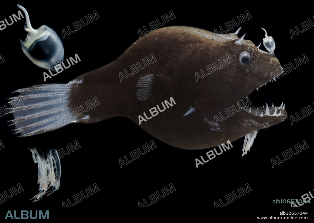This is a female anglerfish from the family Linophrynidae and the genus Linophryne, known as the Netdevils or Bearded Seadevils  this is the Illuminated Netdevil, Linophryne arborifera. Linophryne is a special group of fish because they demonstrate two distinctive modes of bioluminescence, intrinsic bioluminescence and bacterial bioluminescence. The evolution of both modes in a single species is extremely rare. The esca or lure is filled with bacteria that produce light and live in a symbiosis with the fish. The chin barbel or beard glows in the dark via the production of luciferin and luciferase by the fish  an intrinsic method of light production by the fish itself. This specimen was trawled up in the Gulf of Mexico, 2018, from between 1,200 and 1,500 meters depth. Image courtesy of the DEEPEND project.
