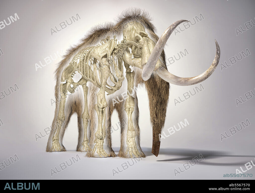 3D illustration of woolly mammoth with skeleton in morph effect. Front perspective on white background with drop shadow.
