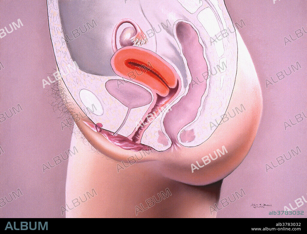 In this view the female reproductive organs are shown in colour. From the top working down, are the ovary, fallopian tube, uterus, vagina, clitoris, labia minora, and labia majora. The last three make up the vulva or female genitals.