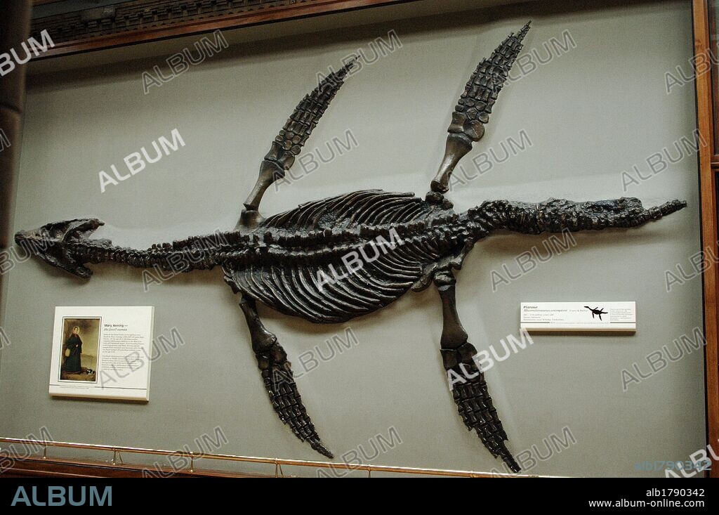 Skeleton of a Pliosaur (Rhomaleosaurus cramptoni). 187-178 million years old. Lower Jurassic. Kettleness, Yorkshire. Natural History Museum. London. United Kingdom.