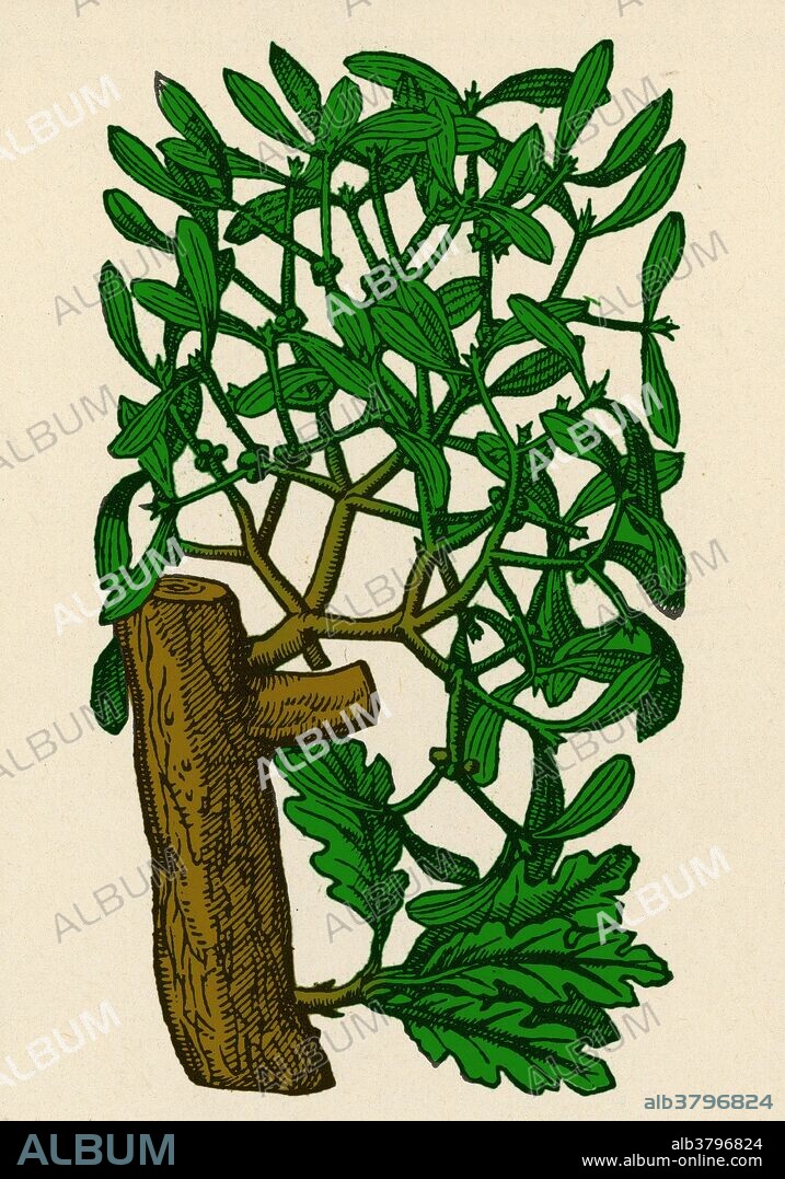 Mistletoe, Alchemy Plant