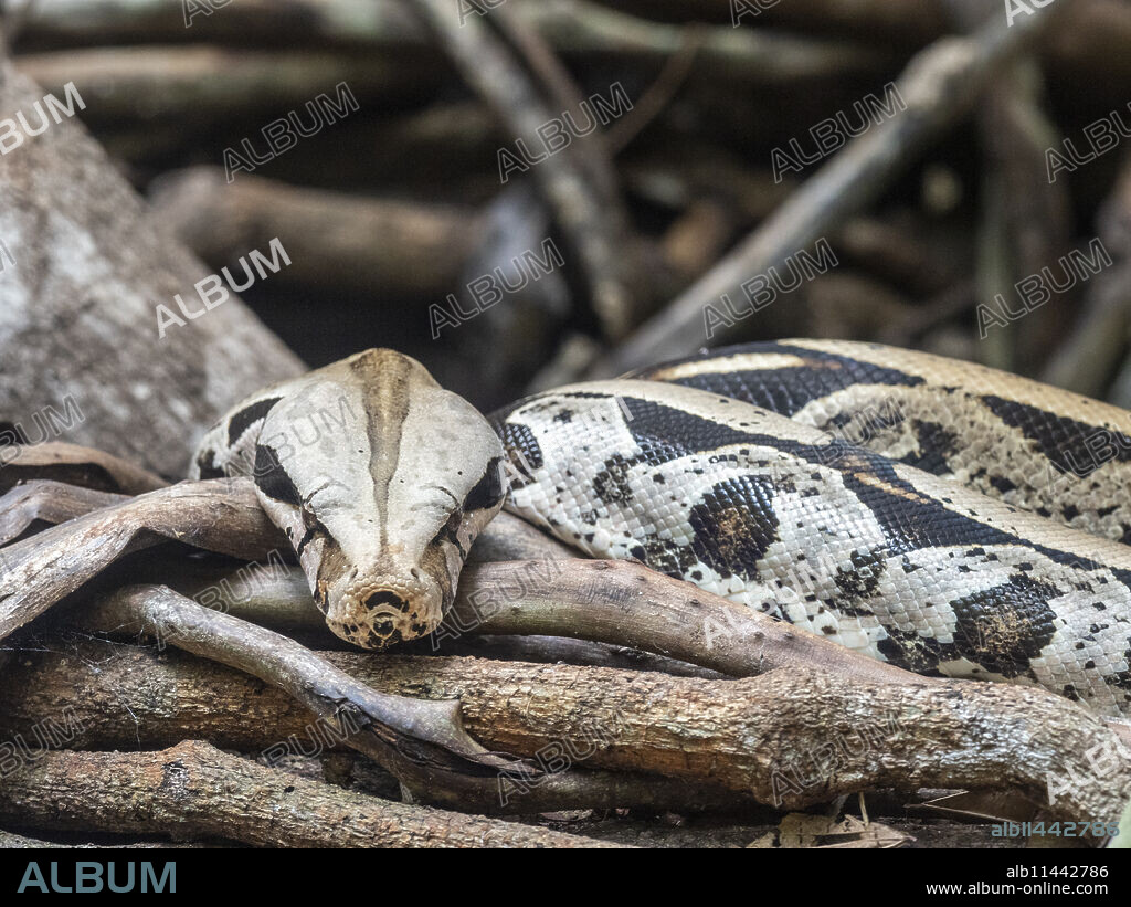 Captive adult Boa constrictor (Boa constrictor), Parque das Aves, Foz do Iguacu, Parana State, Brazil, South America.