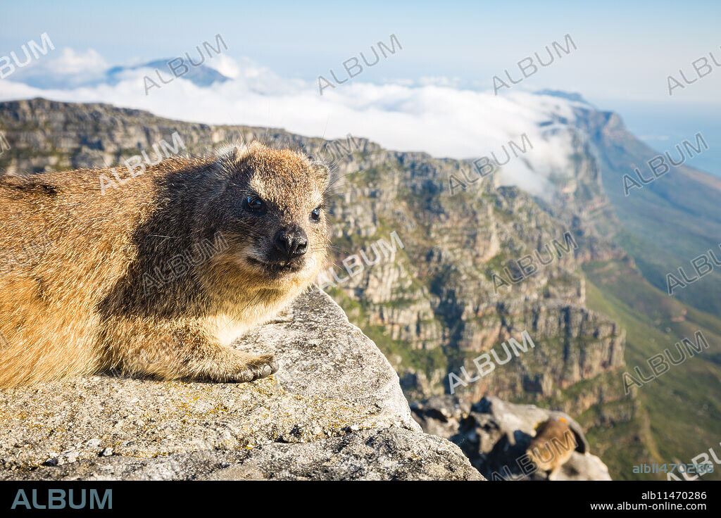 Rock Dassie (hyrax) on top of Table Mountain, Cape Town, South Africa, Africa.