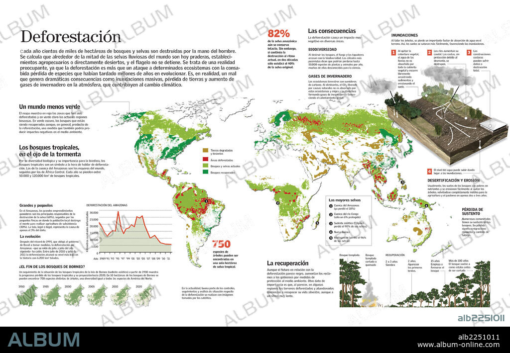 DEFORESTACION. Infografía de las consecuencias de la deforestación de selvas y bosques como la desertificación, el aumento de la temperatura global, inundaciones y pérdida de biodiversidad.