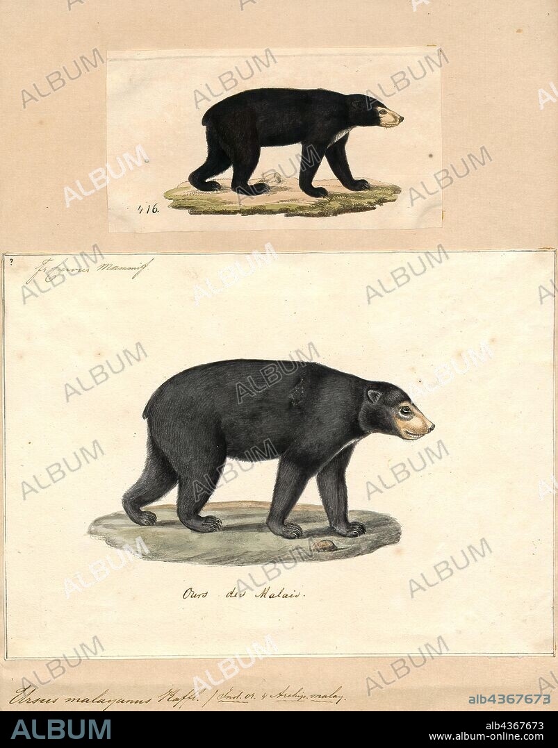 Ursus malayanus, Print, The sun bear (Helarctos malayanus) is a bear species occurring in tropical forest habitats of Southeast Asia. It is listed as Vulnerable on the IUCN Red List. The global population is thought to have declined by more than 30% over the past three bear generations. Suitable habitat has been dramatically reduced due to the large-scale deforestation that has occurred throughout Southeast Asia over the past three decades., 1700-1880.