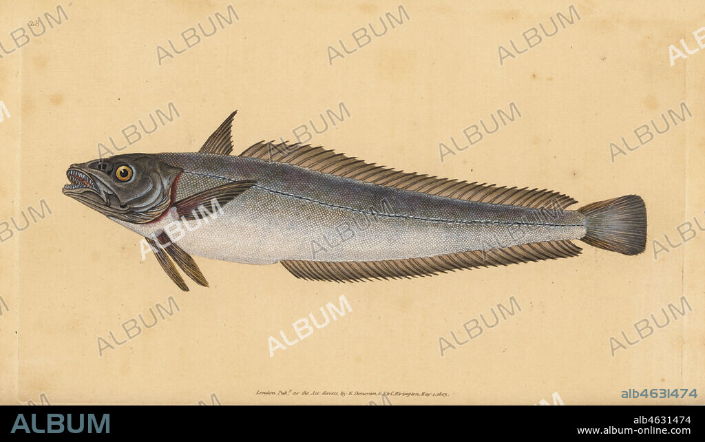 European hake, Merluccius merluccius (Hake, Gadus merluccius). Handcoloured copperplate drawn and engraved by Edward Donovan from his Natural History of British Fishes, Donovan and F.C. and J. Rivington, London, 1802-1808.
