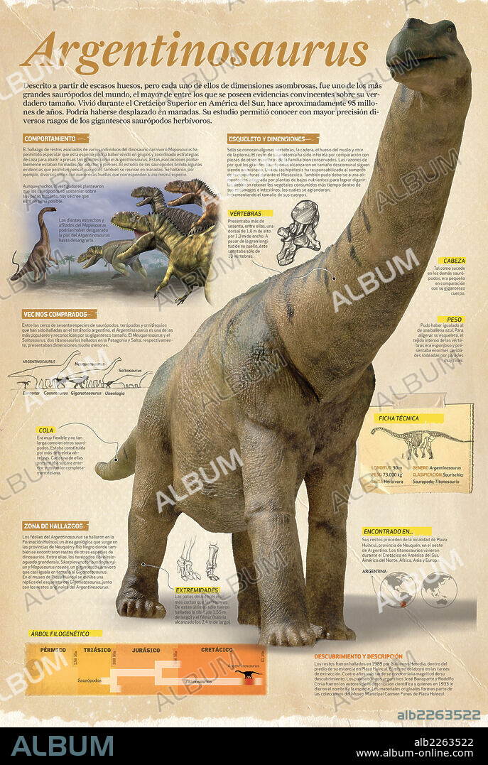 Argentinosaurus. Infografía sobre el Argentinosaurus, uno de los más grandes saurópodos del mundo. Vivió durante el Cretácico Superior, hace aproximadamente 95 millones de años.