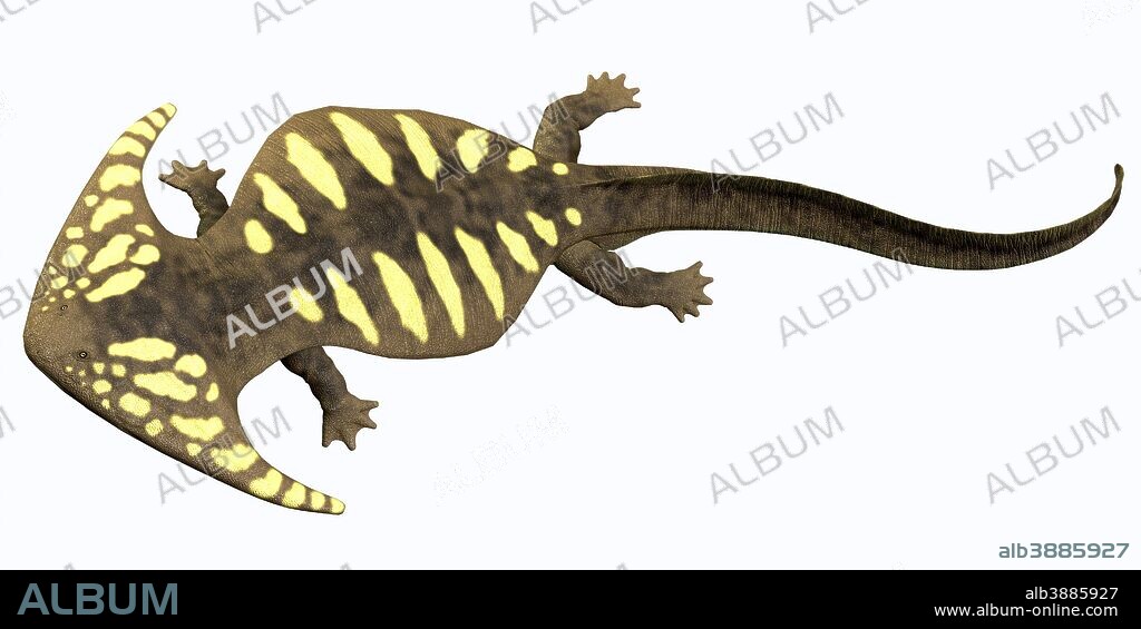 Diplocaulus is an extinct amphibian from the Cambrian to the Permian Period that lived in North America.