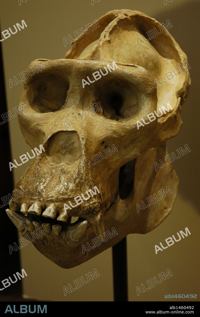 Cráneo de un gorila del oeste africano. Zoológico de Barcelona. Cataluña.