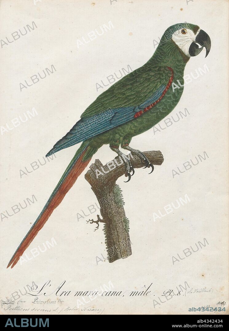 Ara severus, Print, The chestnut-fronted macaw or severe macaw (Ara severus) is one of the largest of the mini-macaws. It reaches a size of around 45 cm (18 in) of which around half is the length of the tail., 1796-1808.