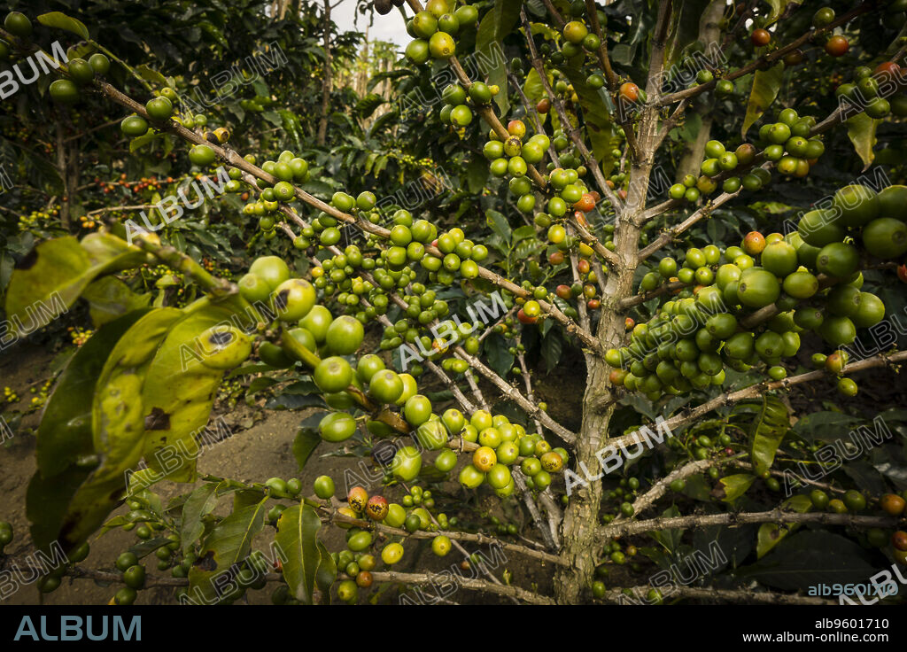 plantacion de cafe en las laderas del volcán Tolimán ,Santiago Atitlan, lago de Atitlán ,Guatemala, Central America.