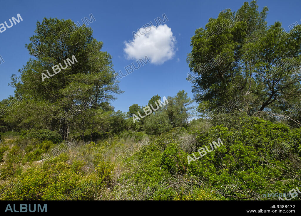 Sa Comuna, Lloret de Vistalegre, también conocido como Llorito, situado en el centro geográfico de la isla de Mallorca, balearic islands, Spain.