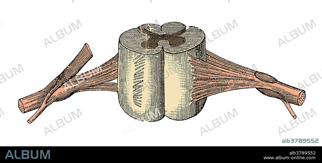 Color enhanced illustrated segment of the medulla spinalis (spinal cord), anterior aspect, showing the posterior median septum, pia matter, dorsal root entry zone, ventral and dorsal root filaments, dorsal root ganglion, and spinal nerves. This is an historical illustration from the 1890's.