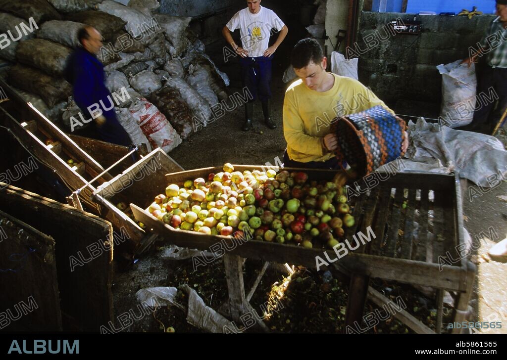 cerca de Nava; Llagar "Orizón"; descargando la manzana para la elaboración de sidra.