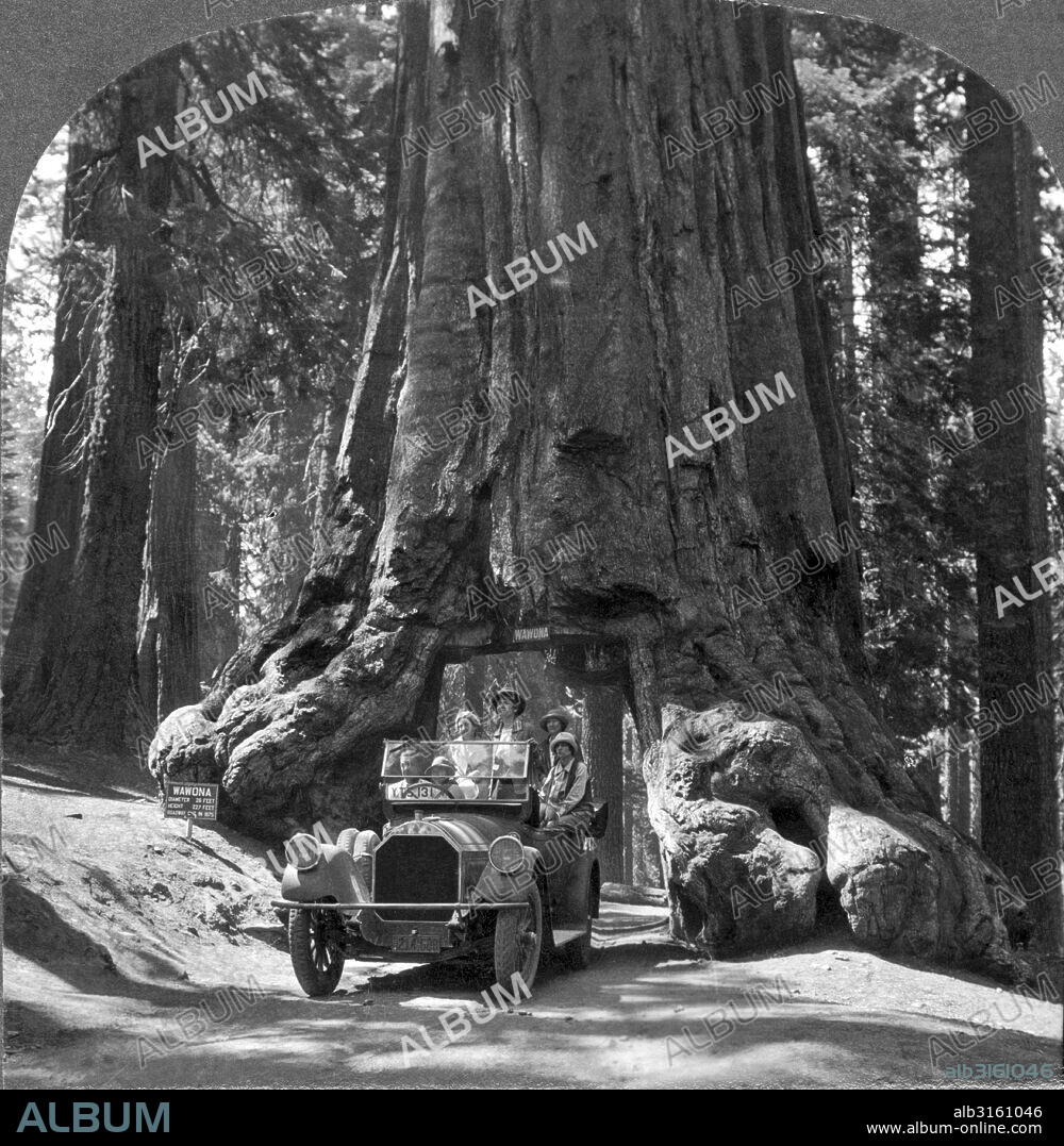 Yosemite National Park, California: c. 1915. The 'Wawona' giant Sequoia tree in Yosemite National Park. The tunnel was cut through an existing fire scar in 1875. The tree was 28 feet in diameter. It fell in 1969 under an estimated two ton snow load on its crown. It was thought to have been 2,300 years old.
